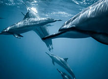 裁判争议又来了，这球温网怎么判的，逆转好戏